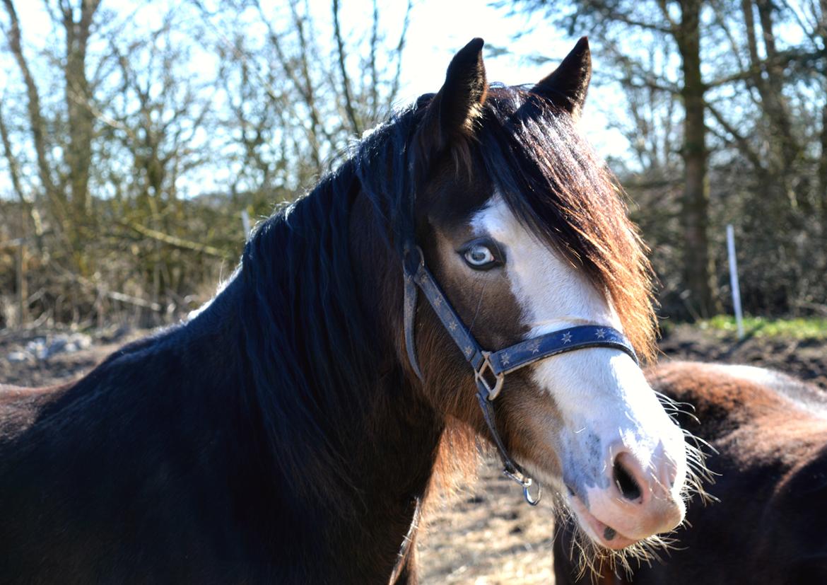 Welsh Cob (sec D) Bøgehøj's Miss Jardore billede 9