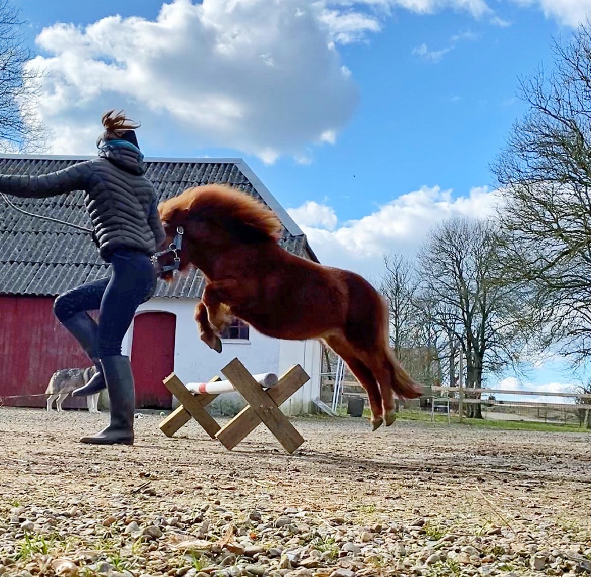 Shetlænder Bertram billede 6