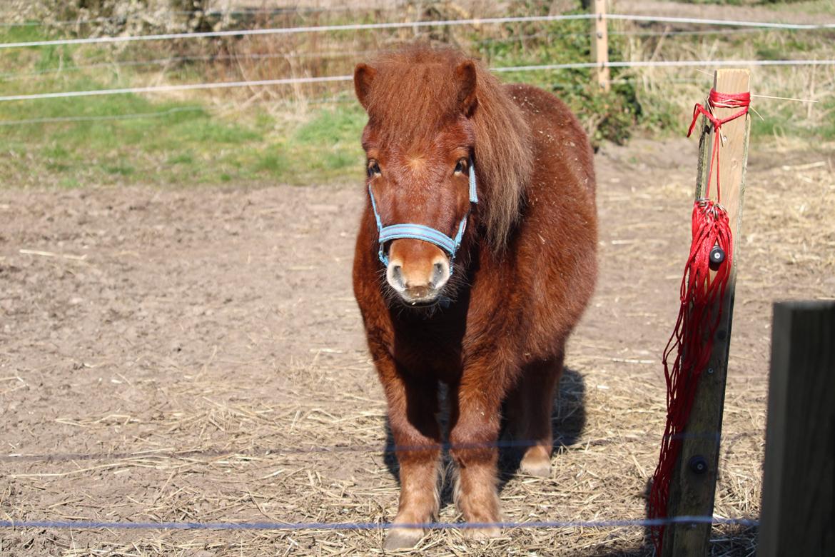 Shetlænder Bertram billede 3