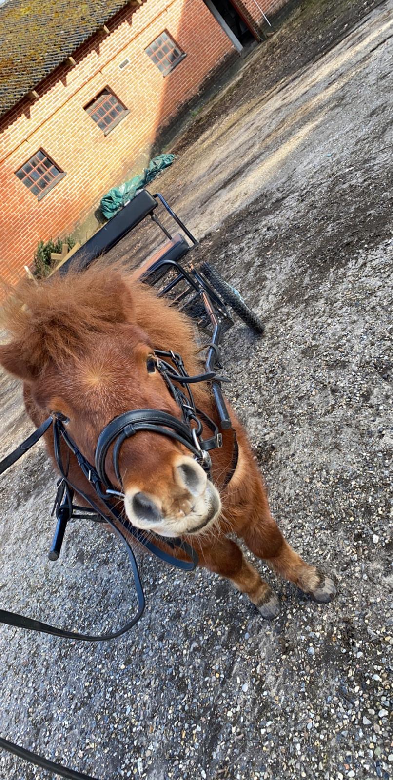 Shetlænder Bertram billede 8