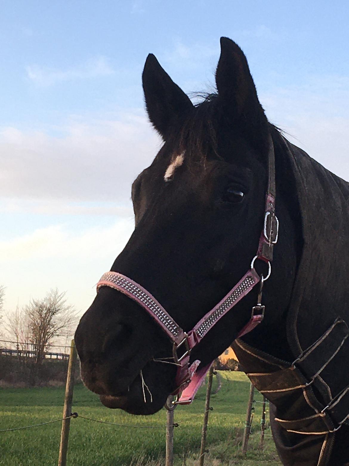 Trakehner Pilou billede 4