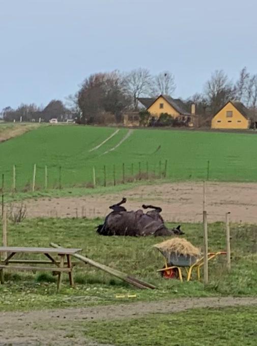Trakehner Pilou billede 6