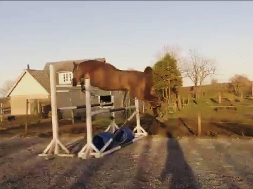Arabisk fuldblod (OX) Ivalina Wind billede 41