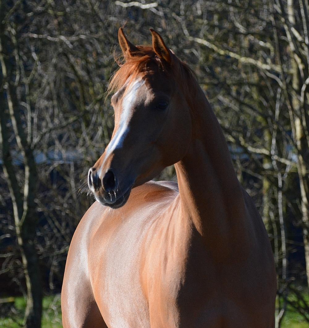 Arabisk fuldblod (OX) Ivalina Wind billede 42