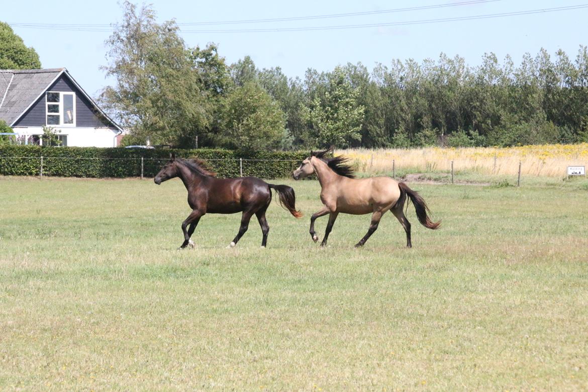 DSP Bjerring's princess billede 19