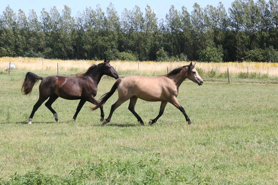 DSP Bjerring's princess billede 20