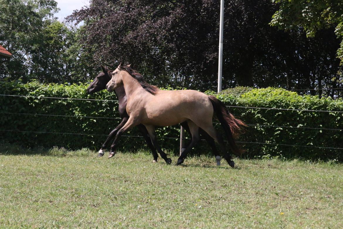 DSP Bjerring's princess billede 21