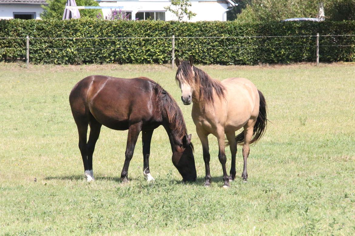 DSP Bjerring's princess billede 22