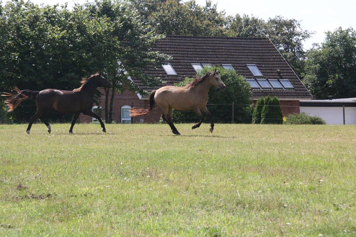 DSP Bjerring's princess billede 23