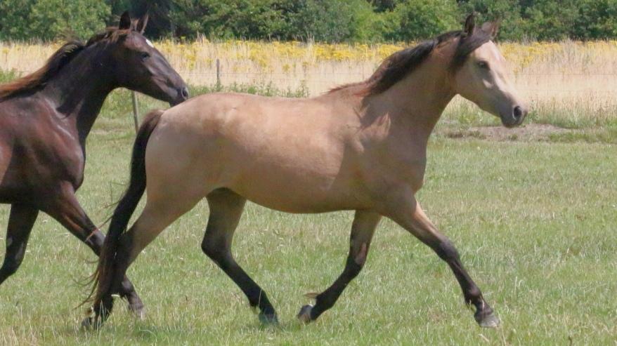 DSP Bjerring's princess billede 24