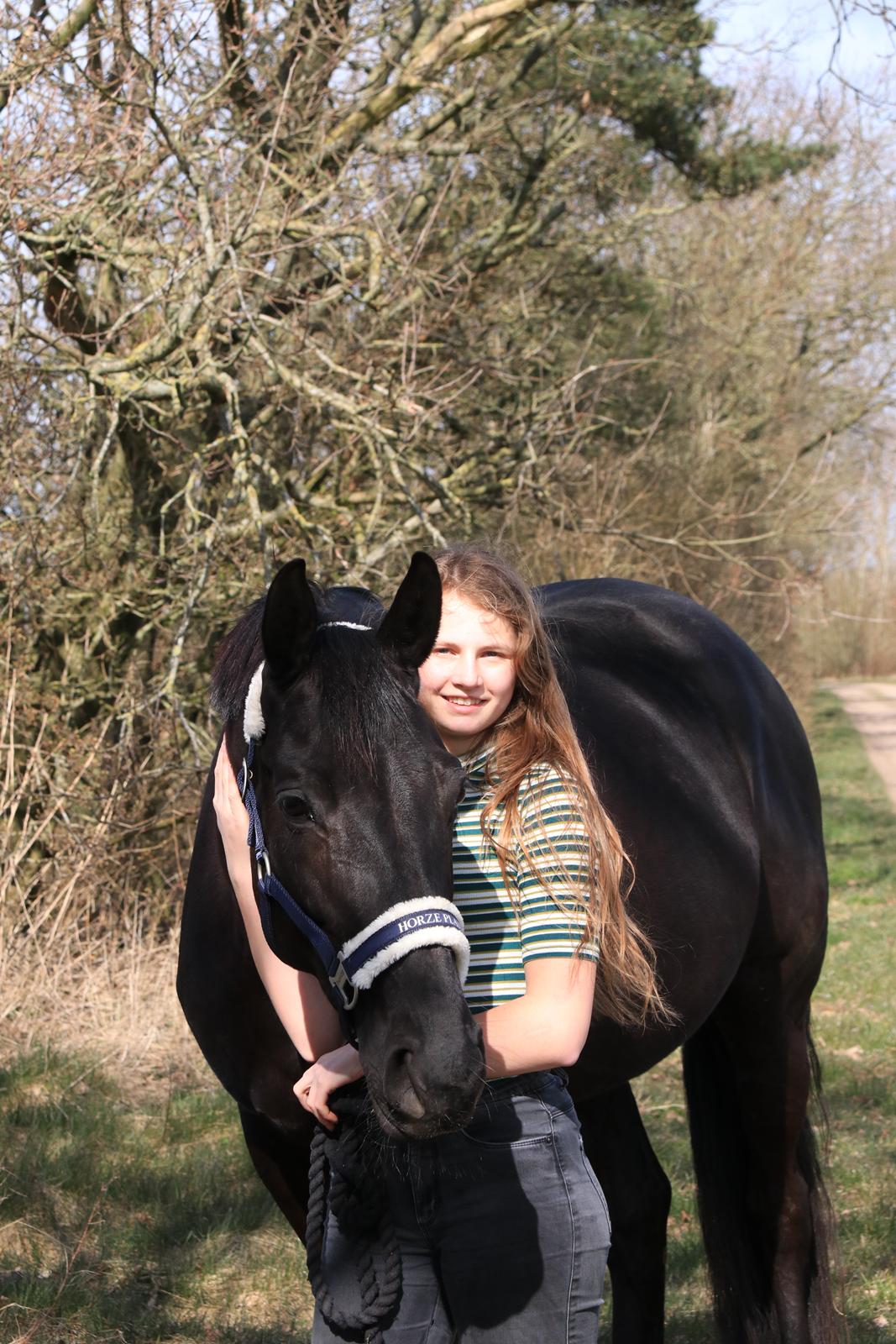 Dansk Varmblod Odessa halsnæs billede 5