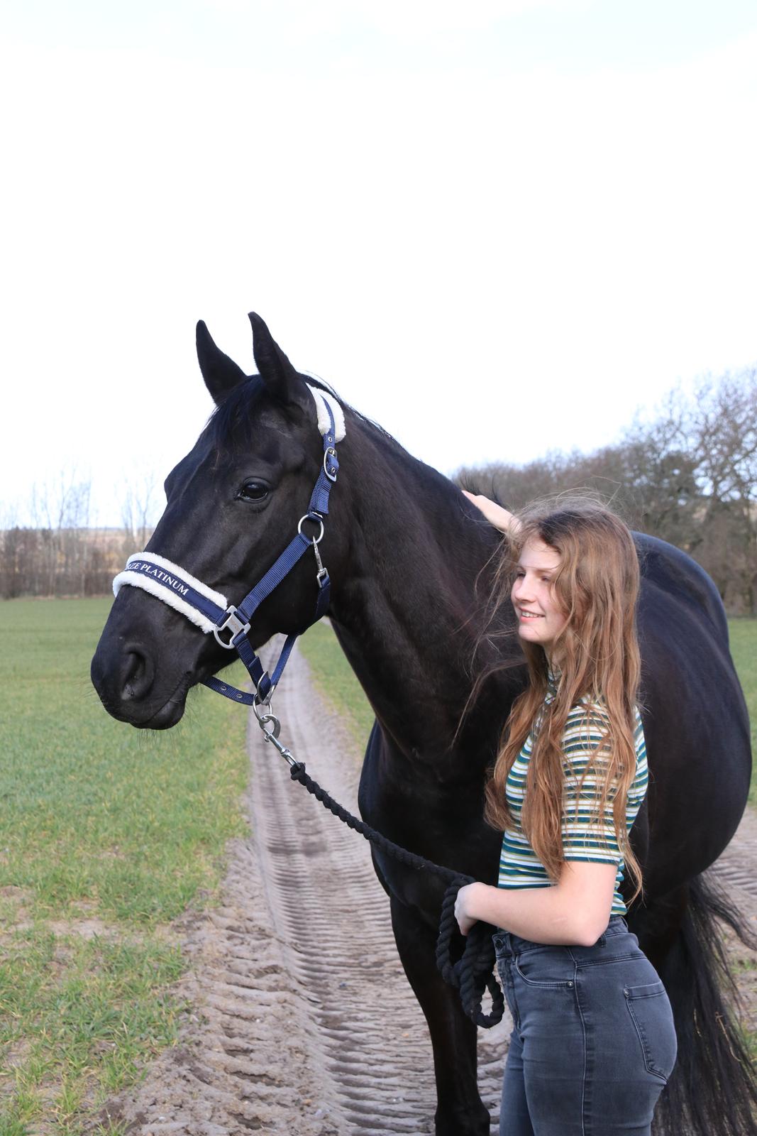 Dansk Varmblod Odessa halsnæs billede 2