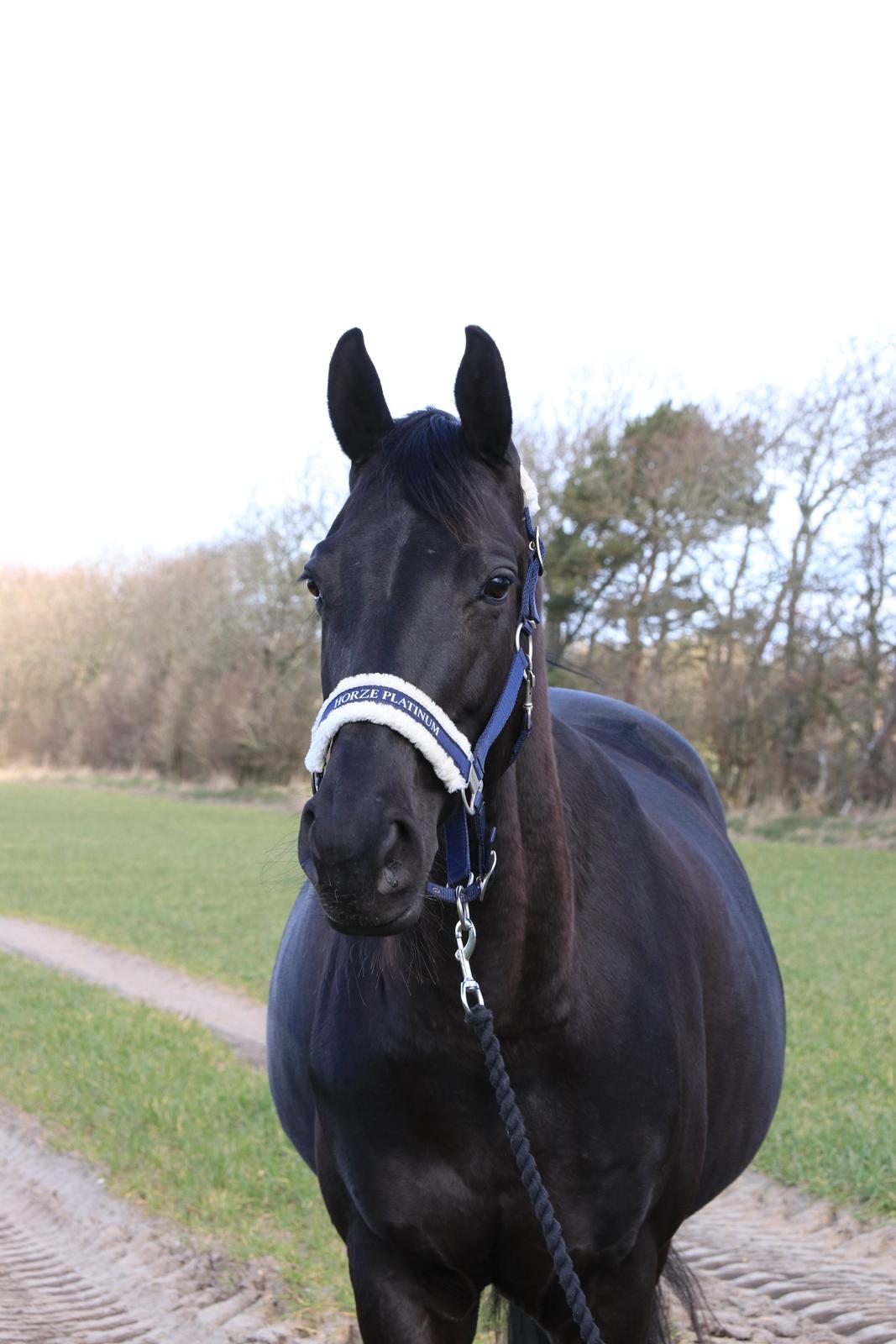Dansk Varmblod Odessa halsnæs billede 3