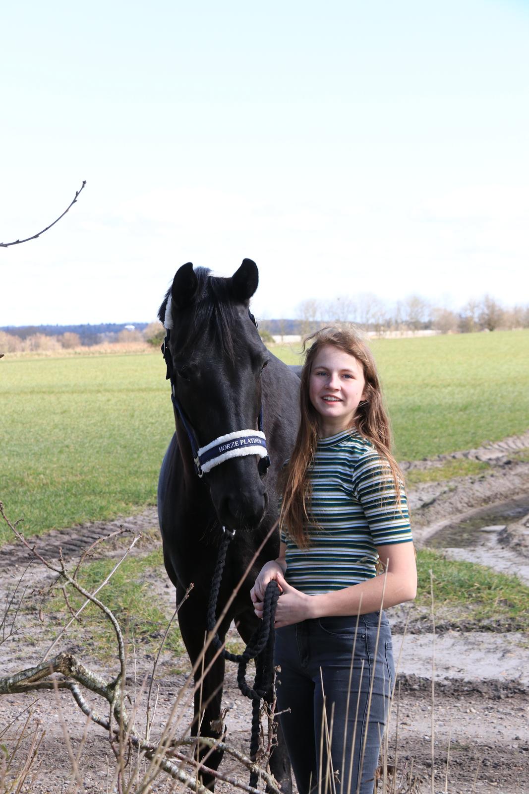 Dansk Varmblod Odessa halsnæs billede 4