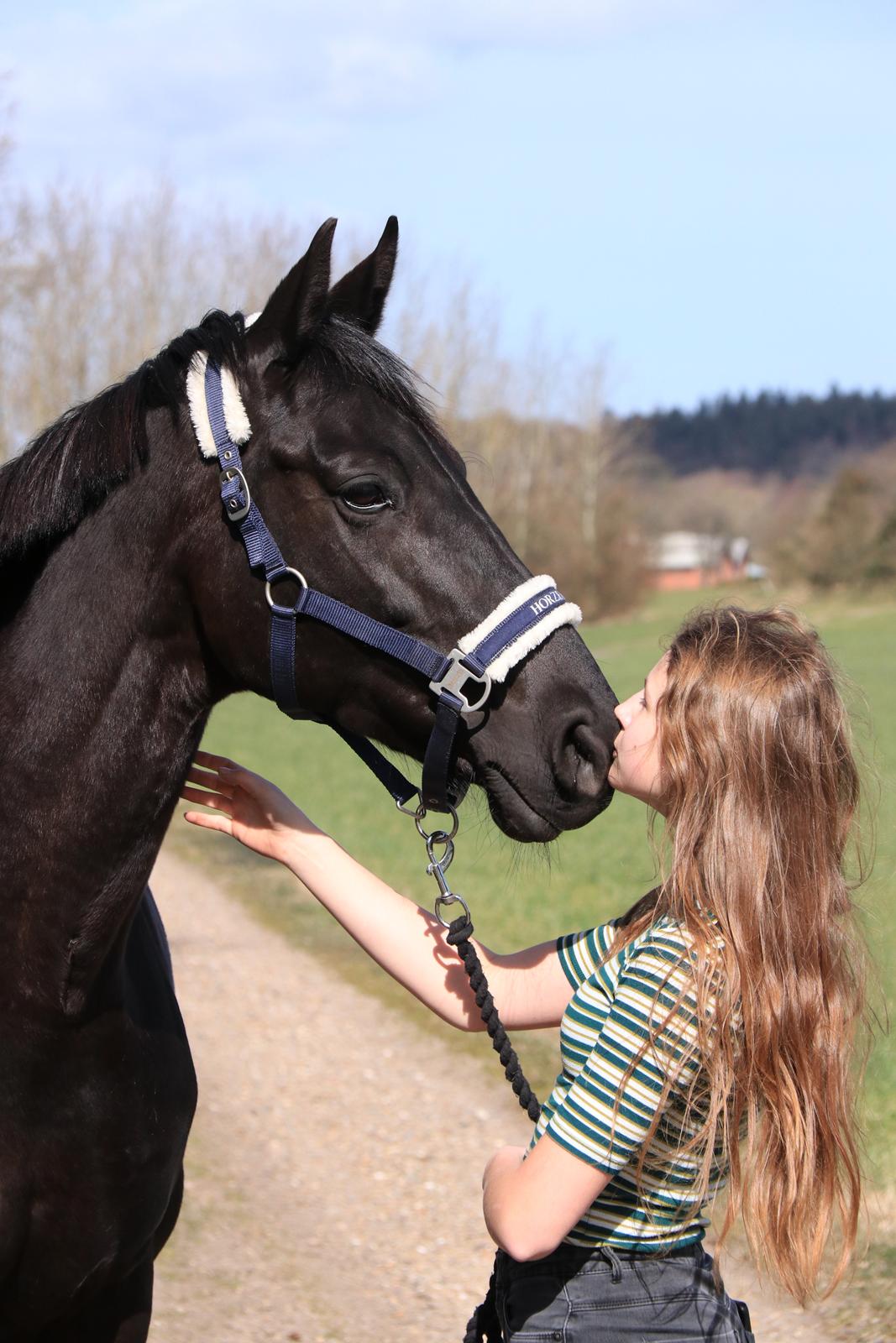 Dansk Varmblod Odessa halsnæs billede 1
