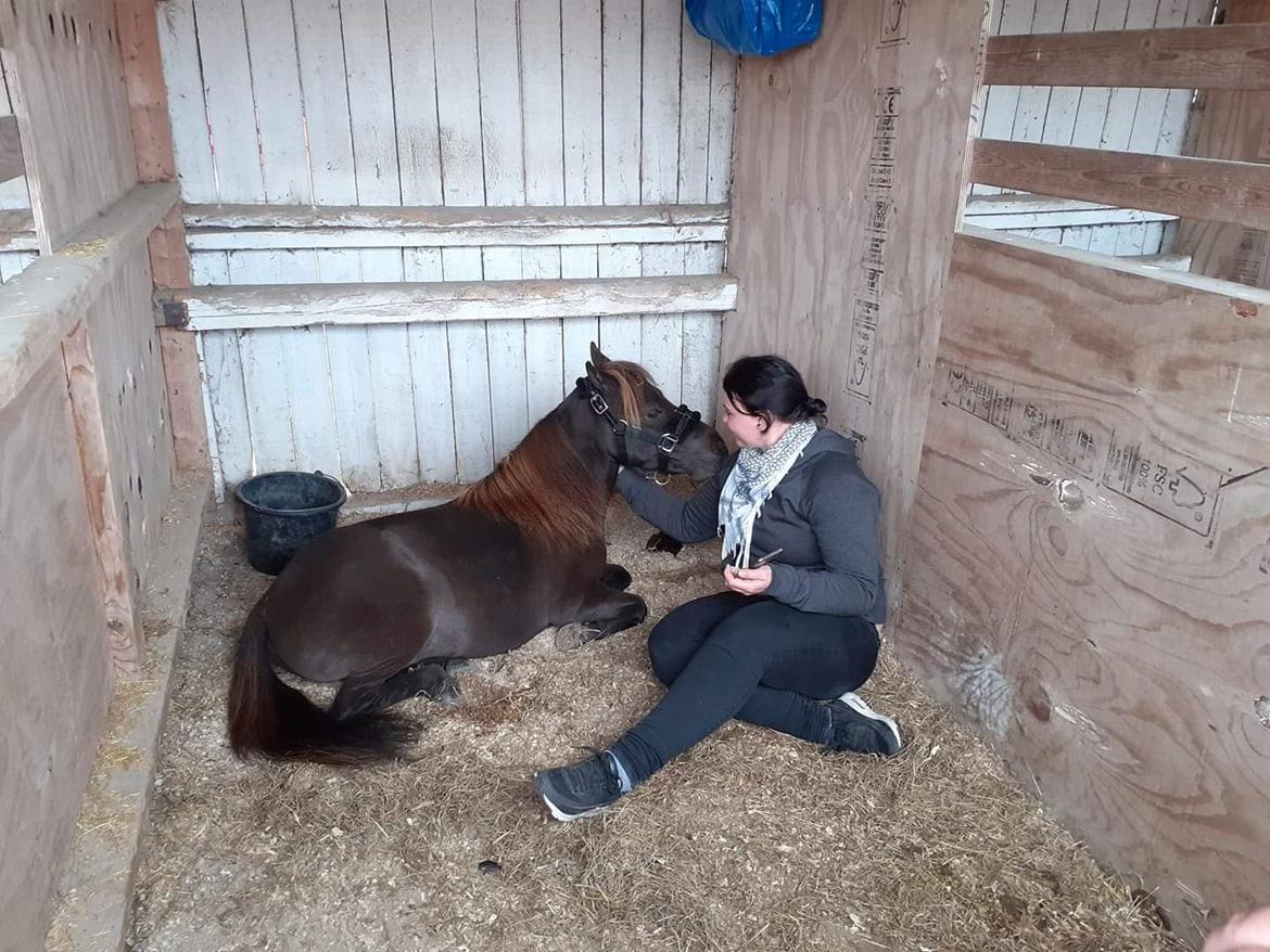 Amerikansk Miniature Lykkebos Grand Troublemaker billede 6