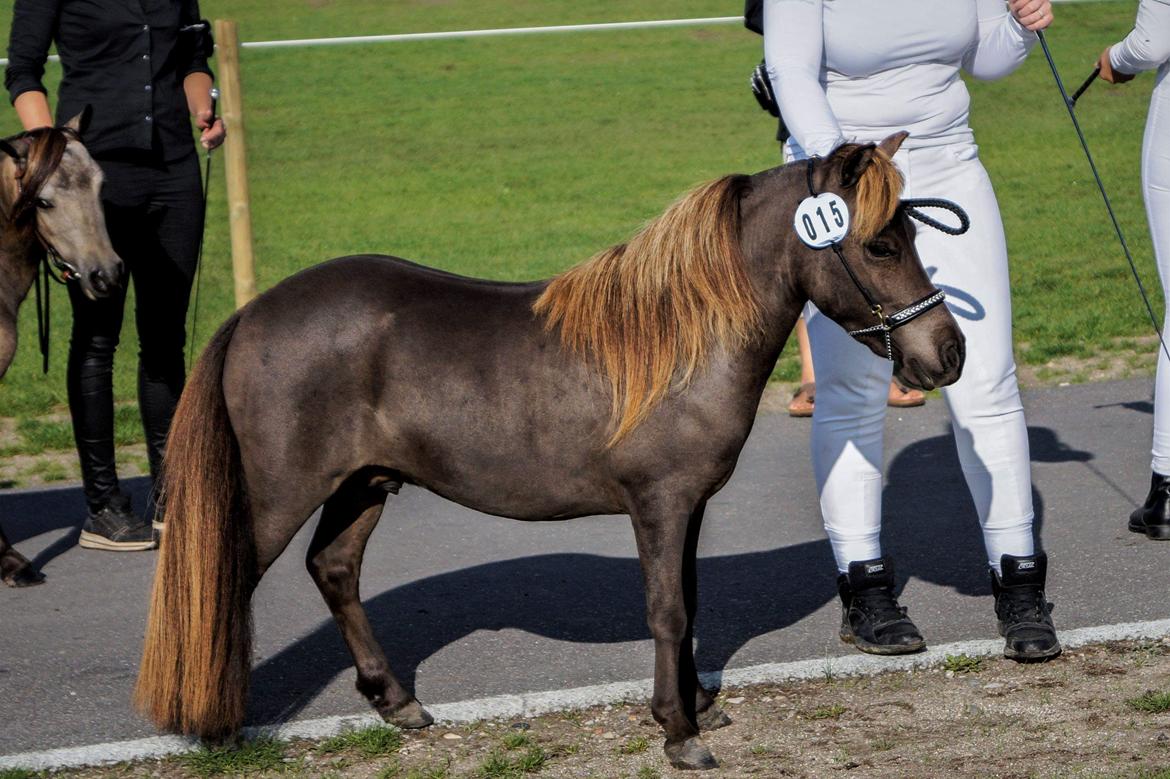 Amerikansk Miniature Lykkebos Grand Troublemaker billede 14