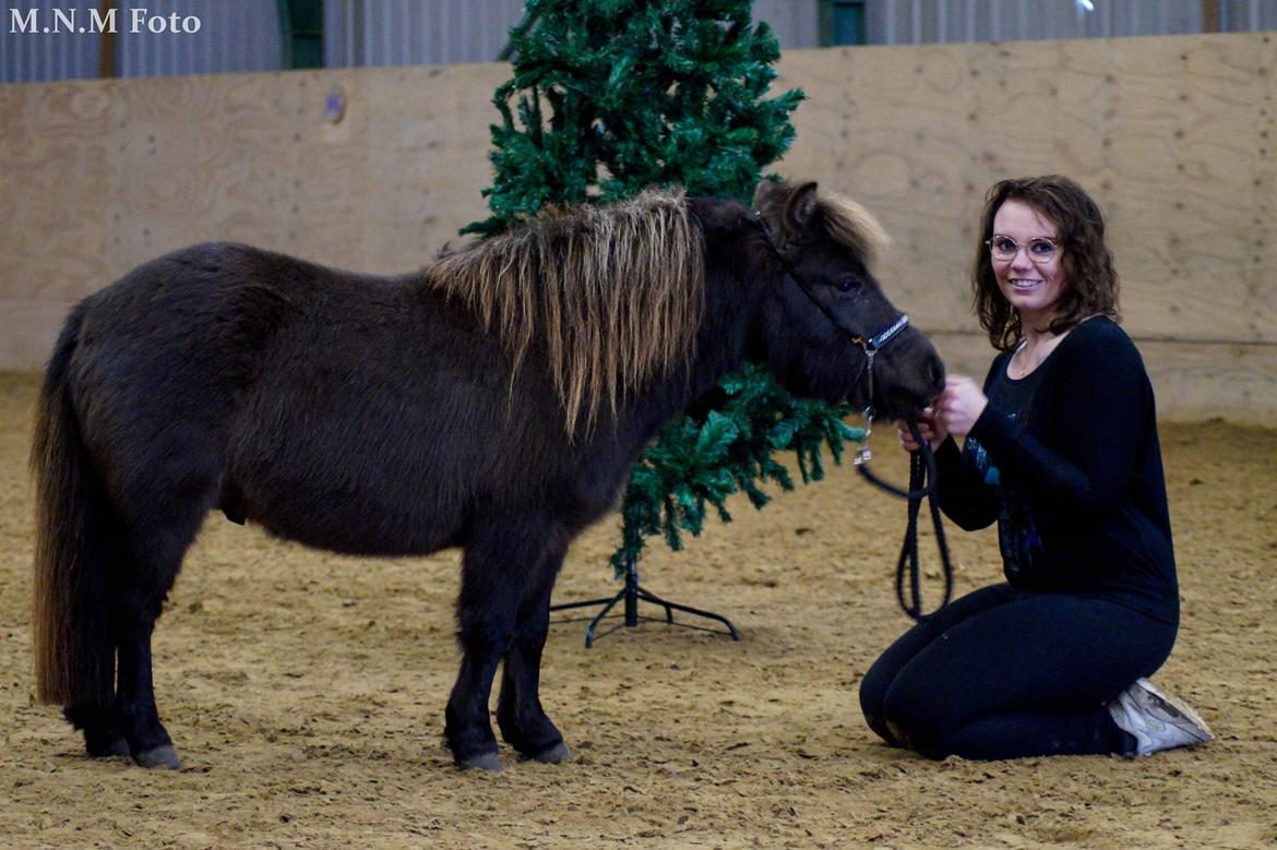 Amerikansk Miniature Lykkebos Grand Troublemaker billede 13