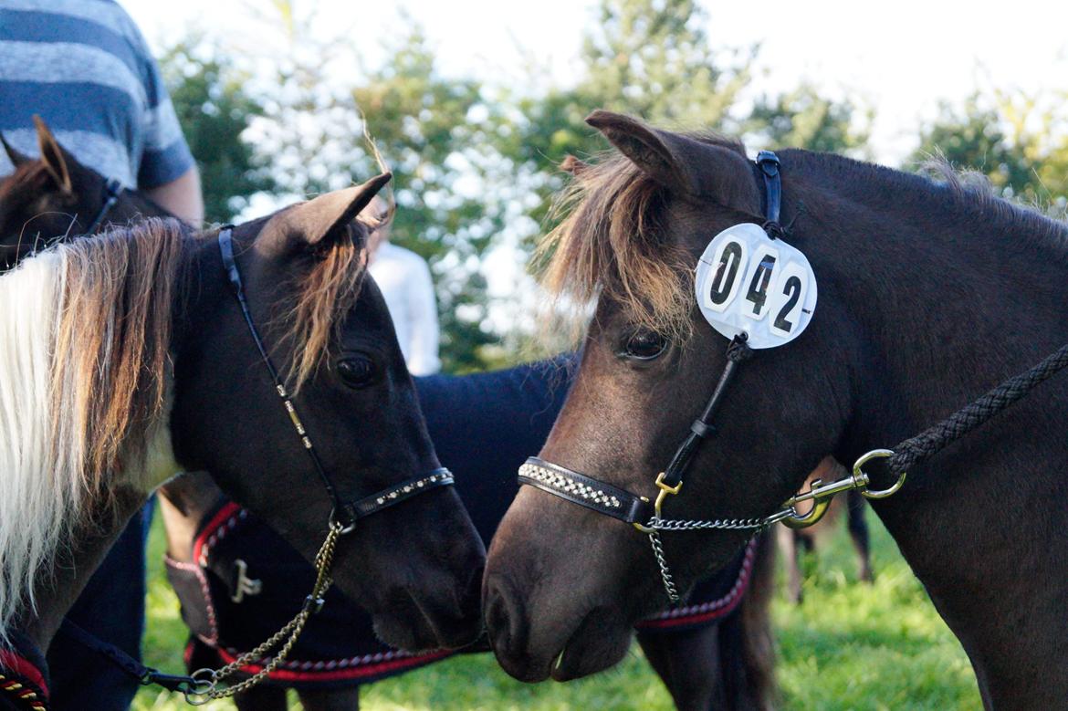 Amerikansk Miniature Lykkebos Grand Troublemaker billede 10