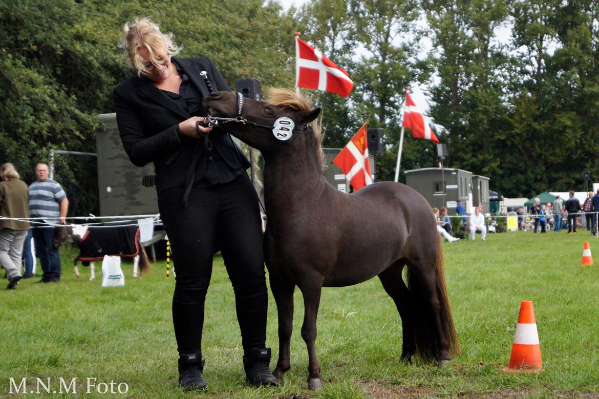 Amerikansk Miniature Lykkebos Grand Troublemaker billede 5