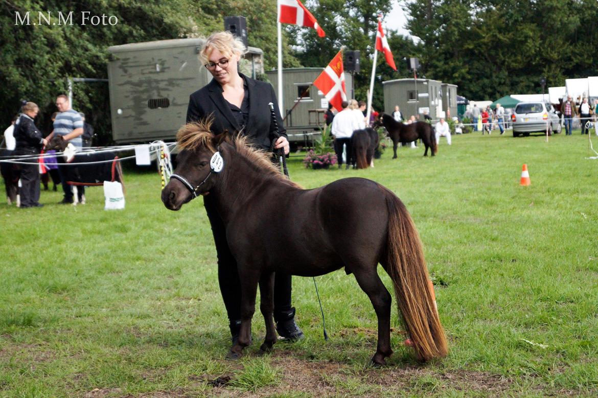 Amerikansk Miniature Lykkebos Grand Troublemaker billede 12