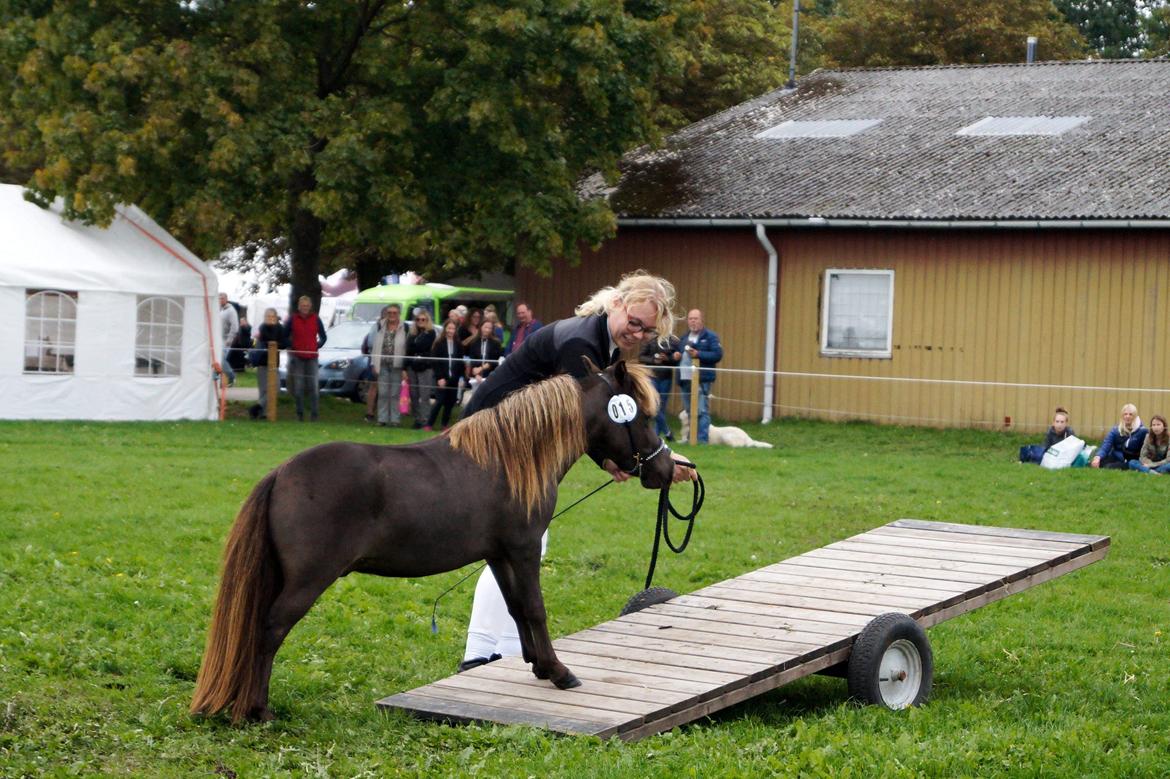 Amerikansk Miniature Lykkebos Grand Troublemaker billede 7