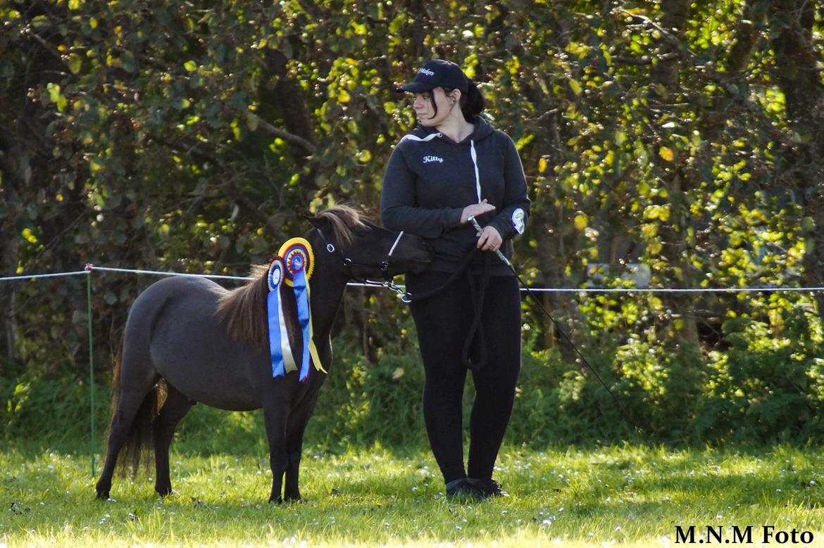 Amerikansk Miniature Lykkebos Grand Troublemaker billede 2