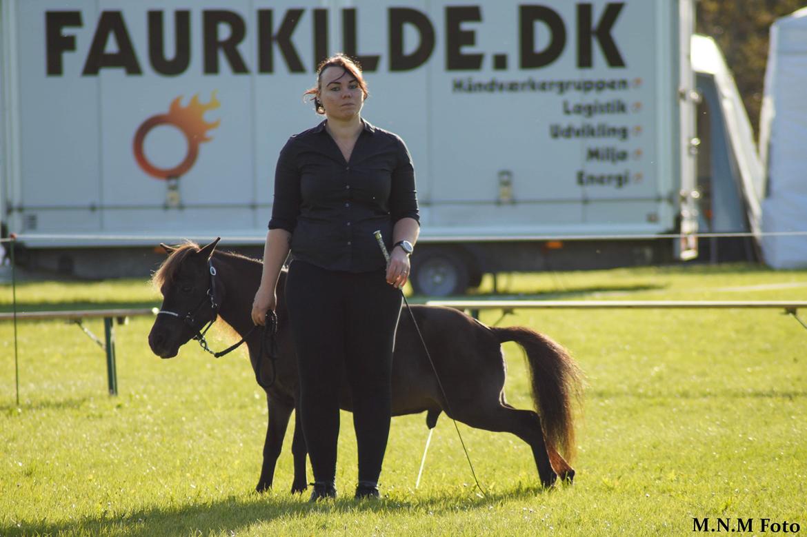 Amerikansk Miniature Lykkebos Grand Troublemaker billede 8