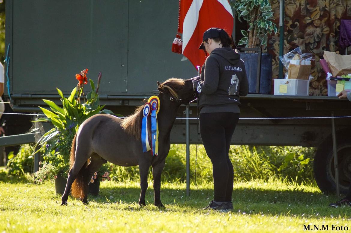 Amerikansk Miniature Lykkebos Grand Troublemaker billede 11