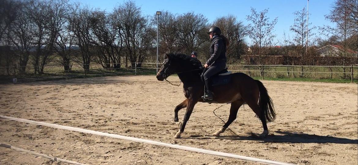 Anden særlig race TRUBKA'S RICARDO NIGHT billede 3