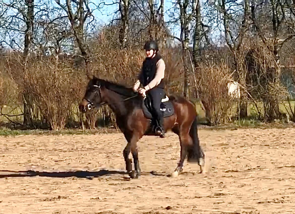 Anden særlig race TRUBKA'S RICARDO NIGHT billede 15