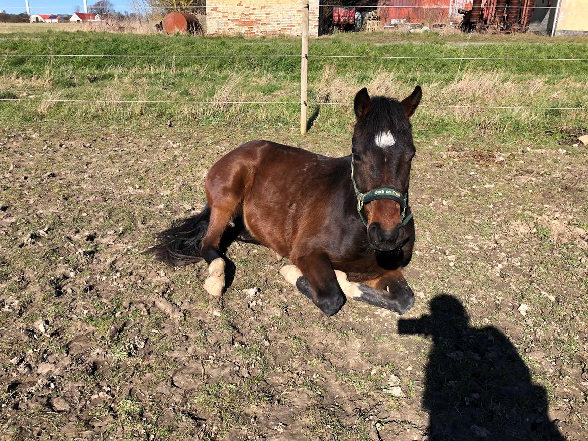 Anden særlig race TRUBKA'S RICARDO NIGHT billede 12