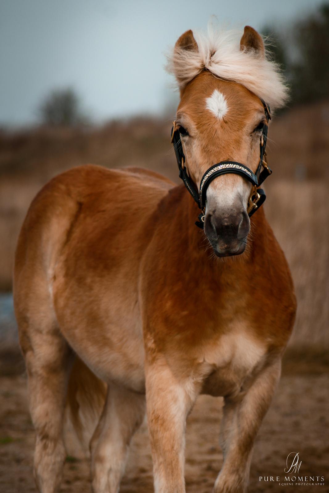 Haflinger Narciso W. K. - d.08.02.2020 billede 15