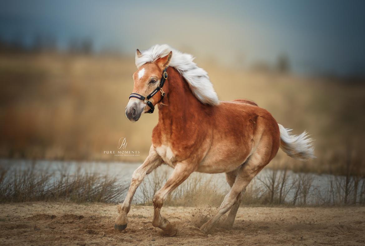 Haflinger Narciso W. K. - d.08.02.2020 billede 16