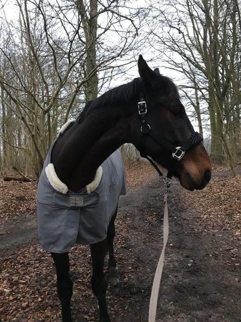 Dansk Varmblod Volition. tidl. hest billede 10