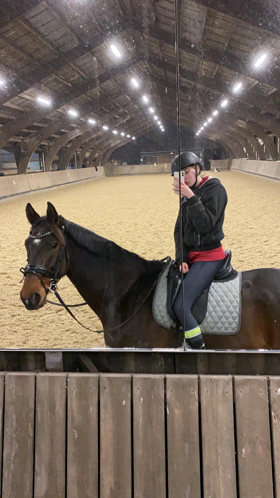 Dansk Varmblod Volition. tidl. hest billede 9