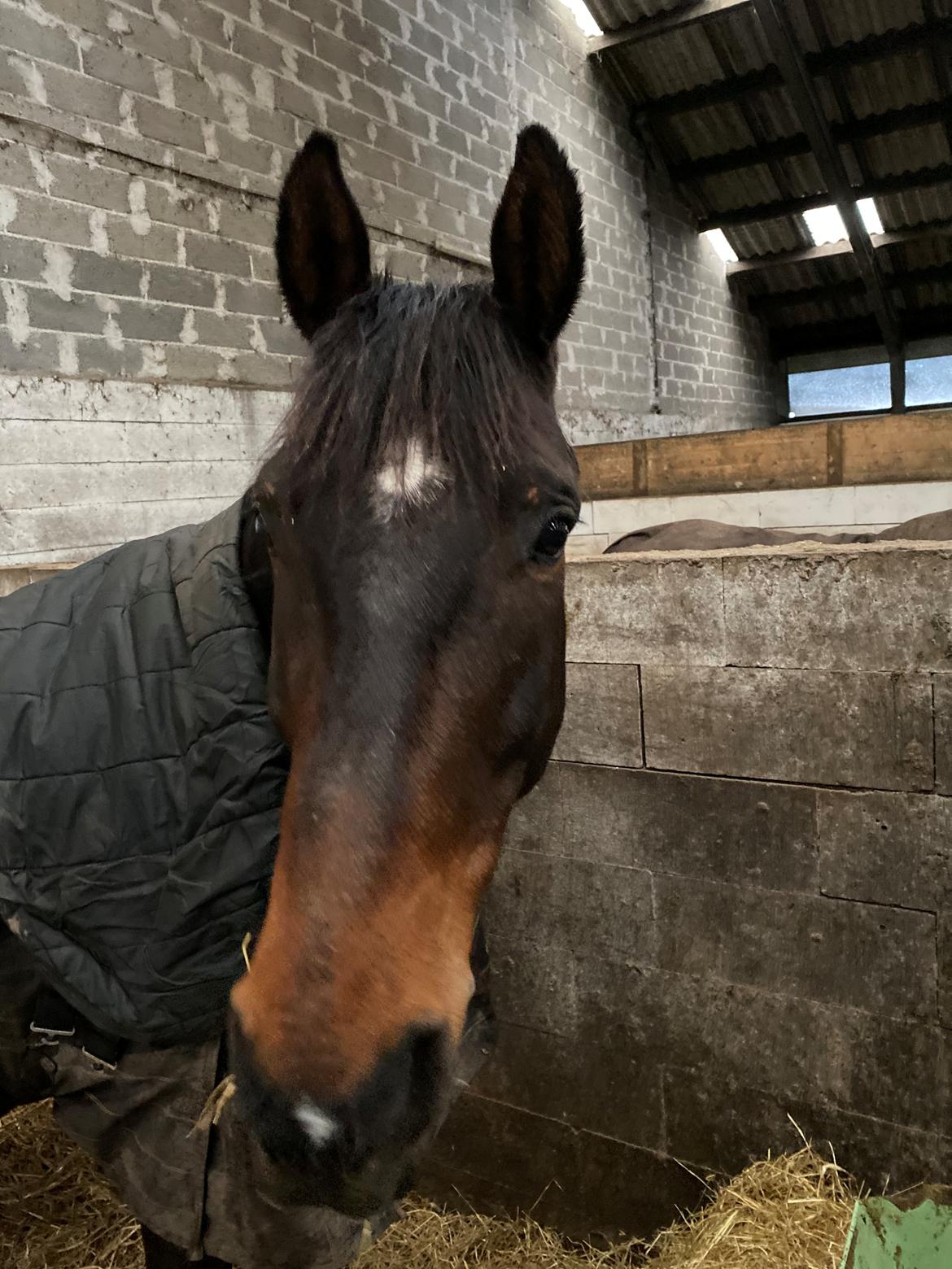 Dansk Varmblod Volition. tidl. hest billede 11