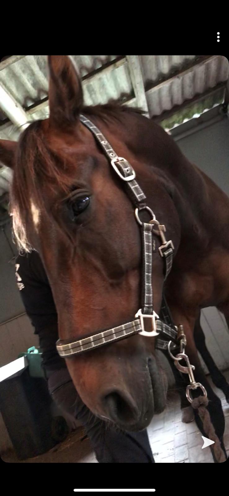 Dansk Varmblod Volition. tidl. hest billede 13