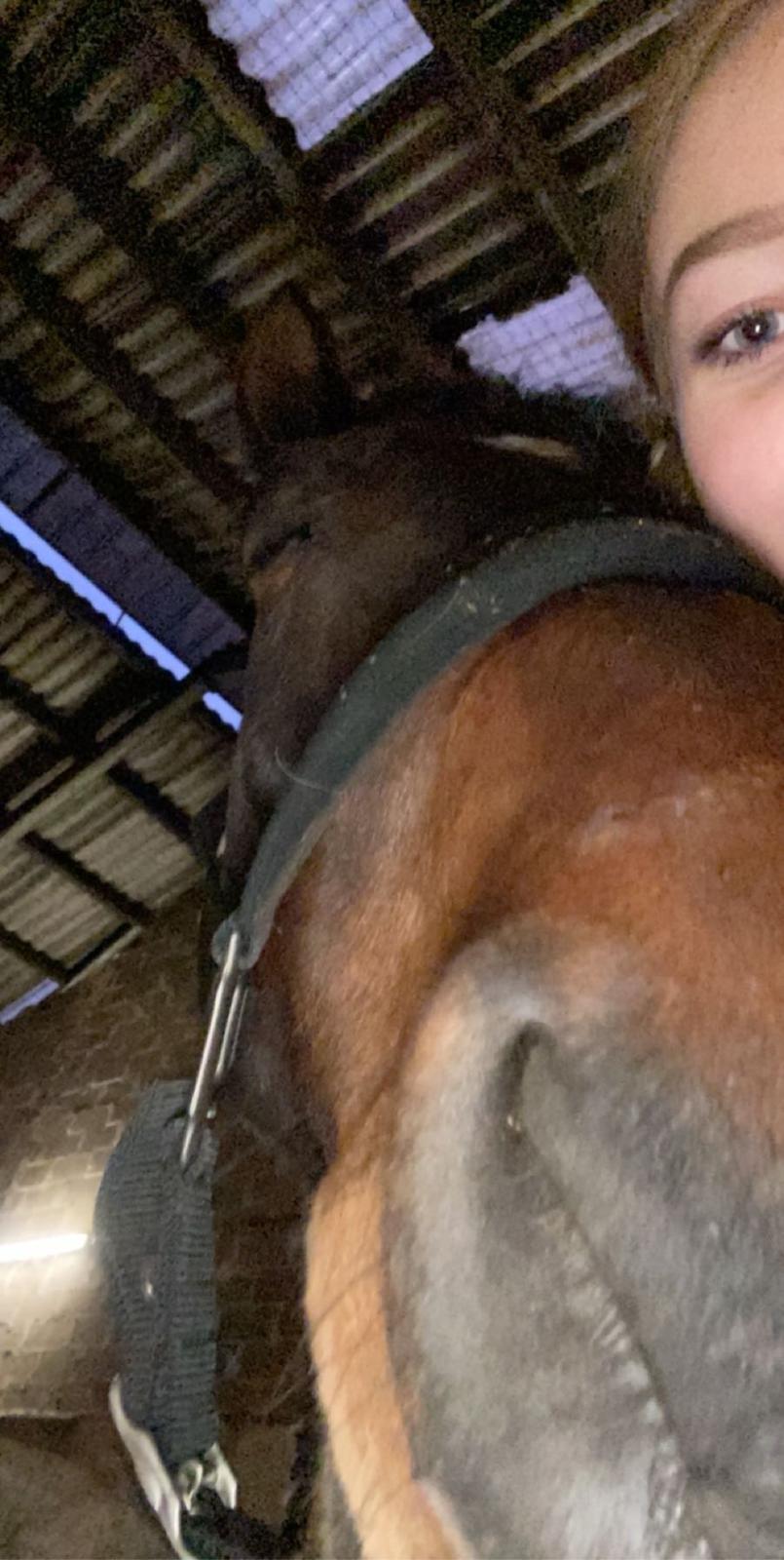 Dansk Varmblod Volition. tidl. hest billede 12