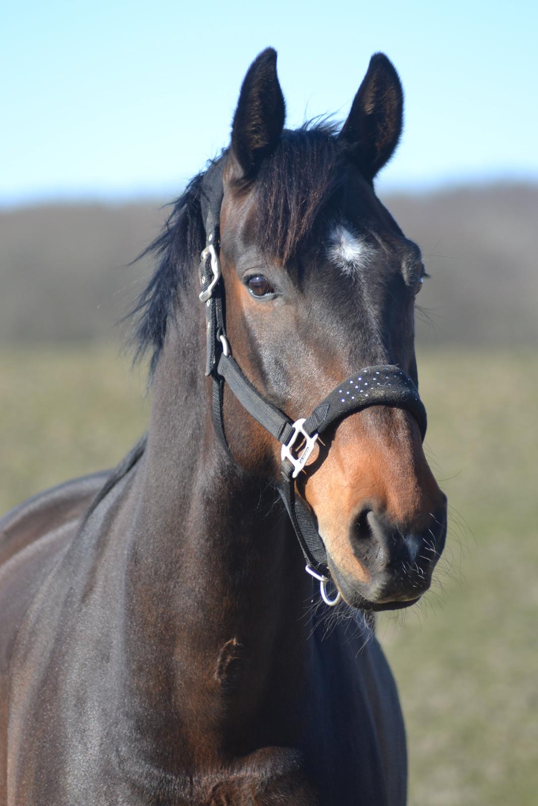 Dansk Varmblod Volition. tidl. hest billede 1