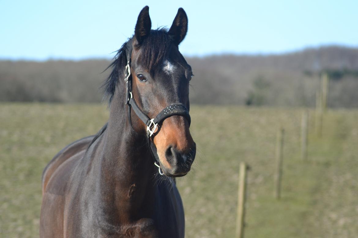 Dansk Varmblod Volition. tidl. hest billede 14