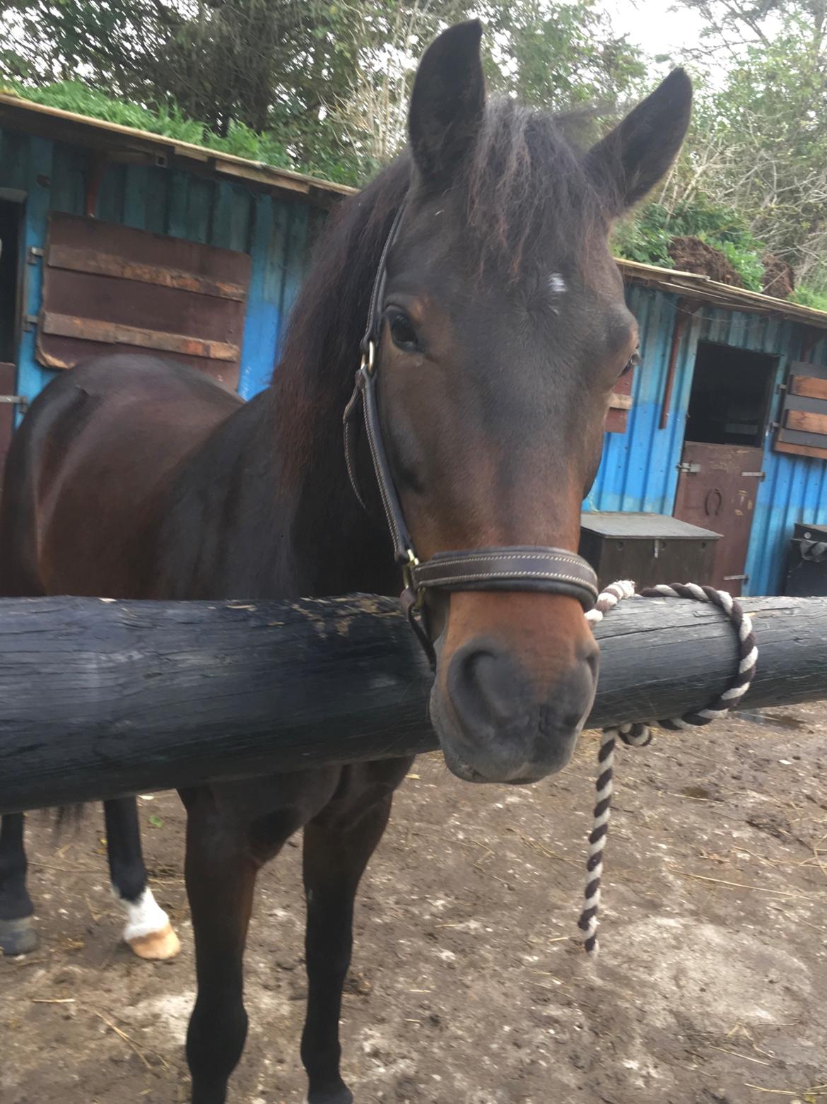 New Forest Charming Valentine billede 2