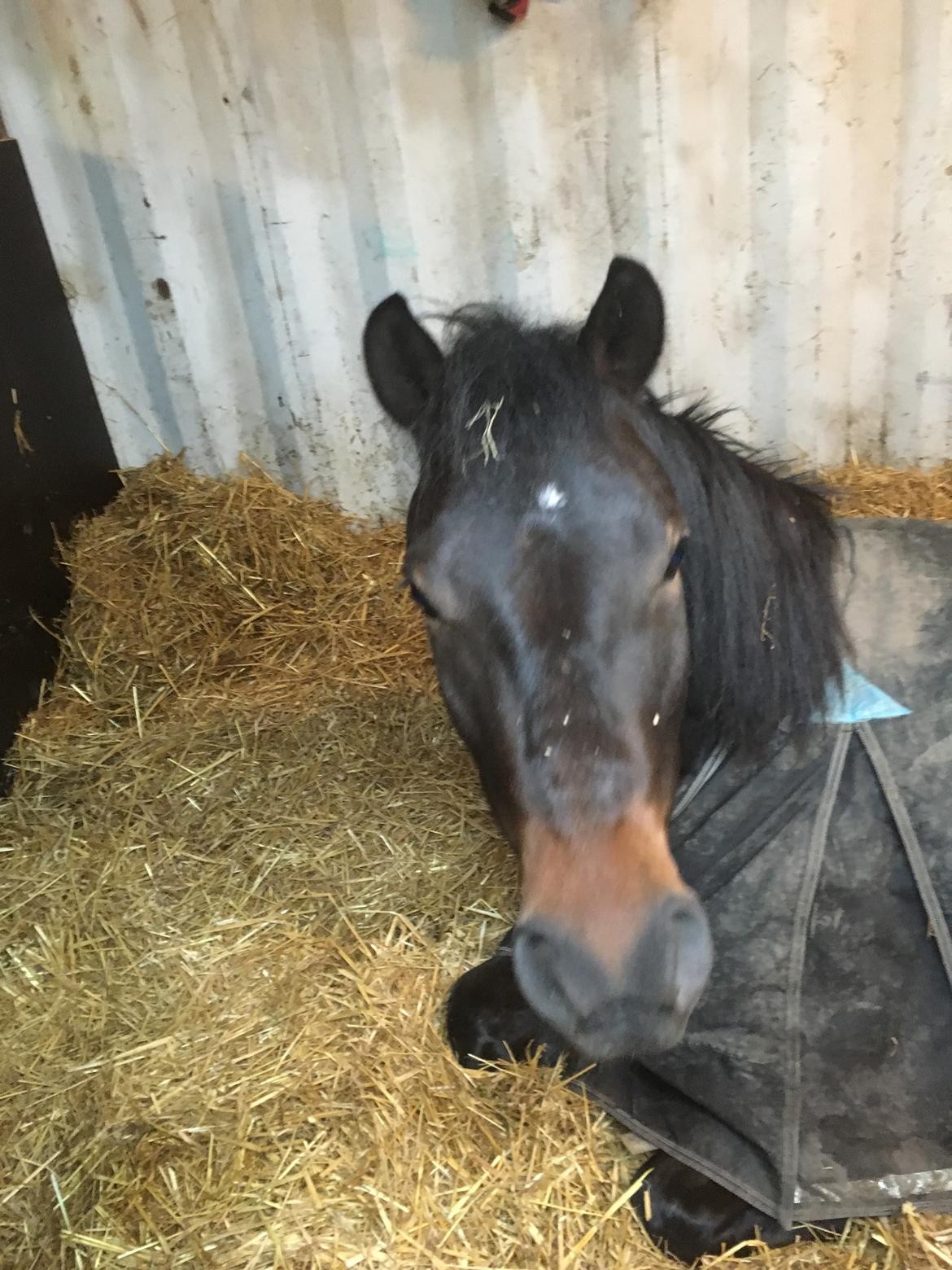 New Forest Charming Valentine billede 3