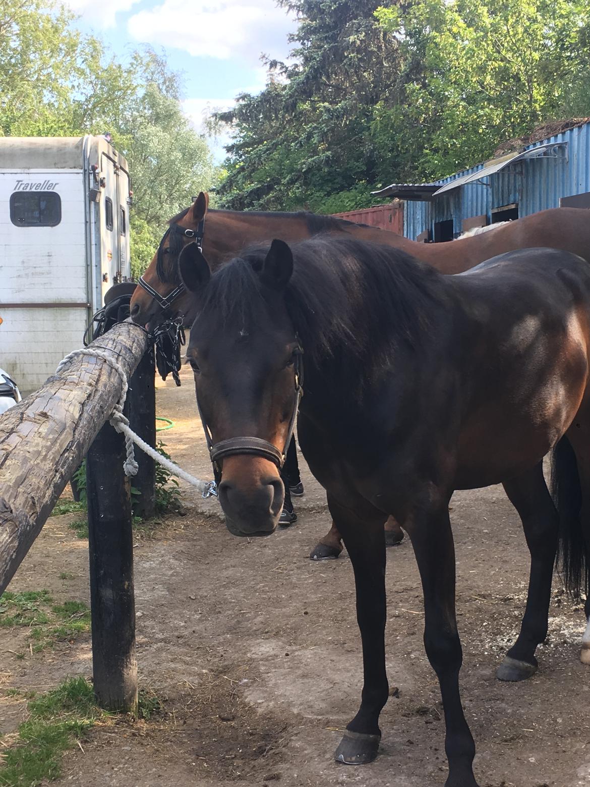 New Forest Charming Valentine billede 1