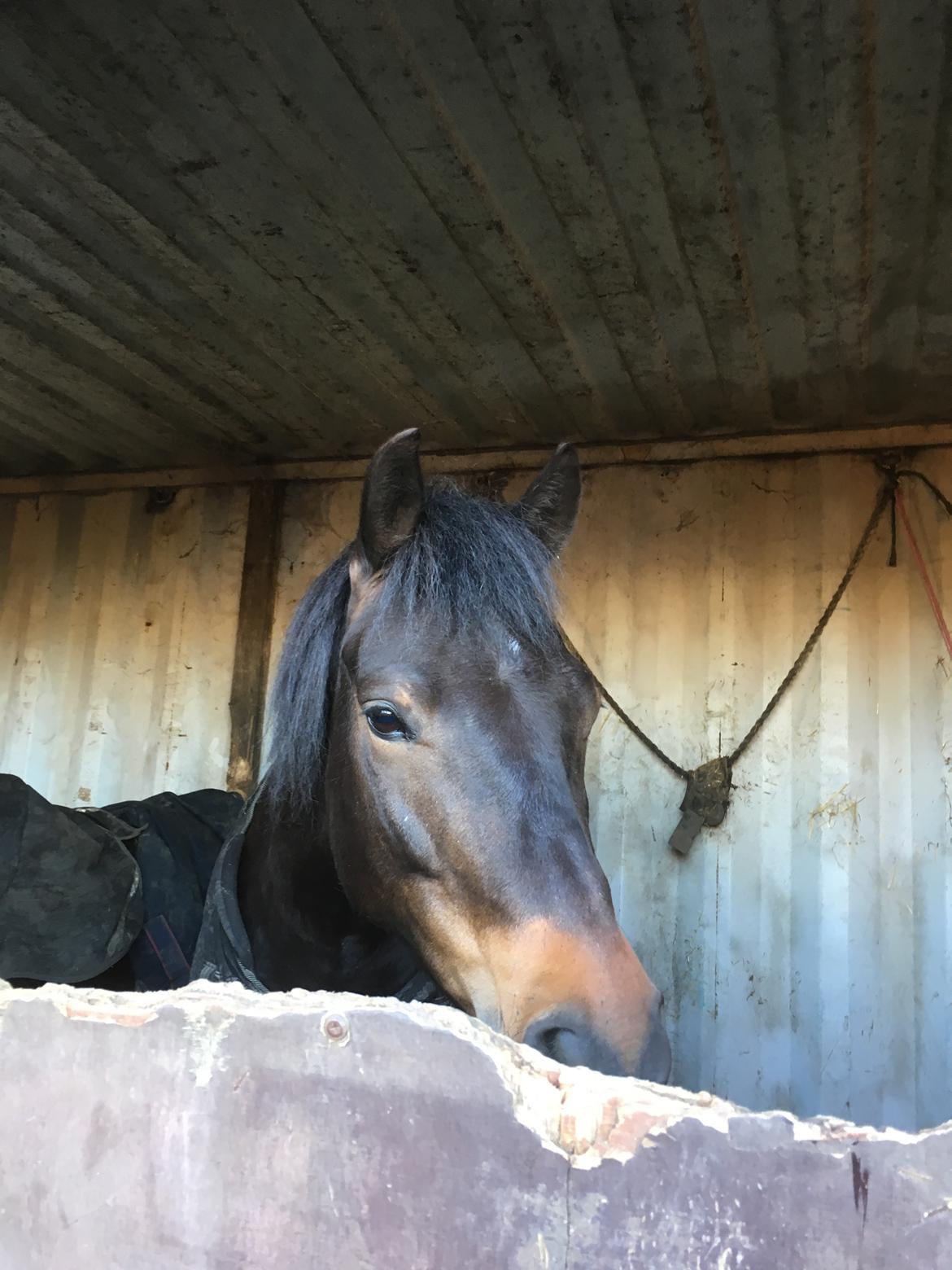 New Forest Charming Valentine billede 4