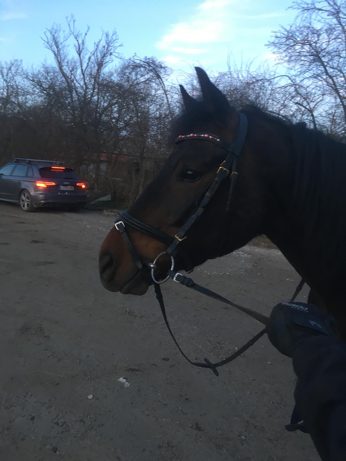 New Forest Charming Valentine billede 5