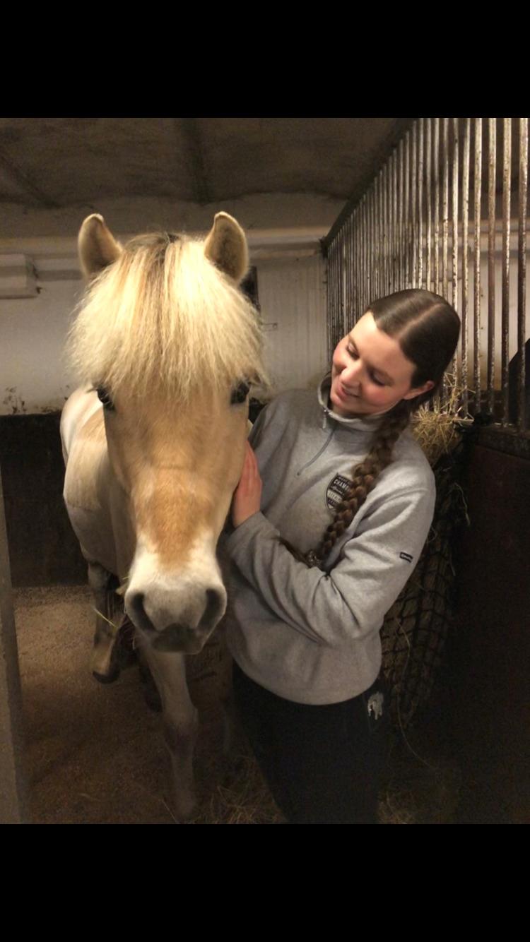 Fjordhest Rocco vårby billede 5