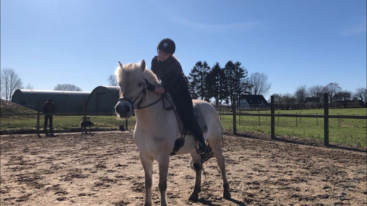 Fjordhest Rocco vårby billede 3