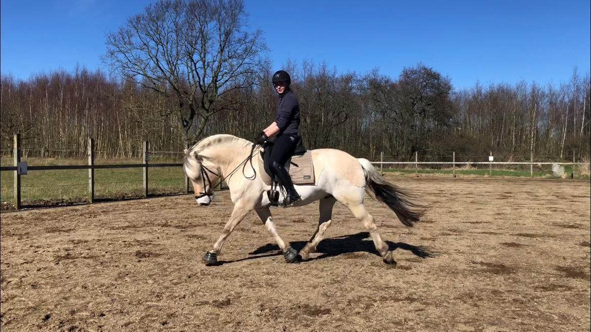 Fjordhest Rocco vårby billede 2