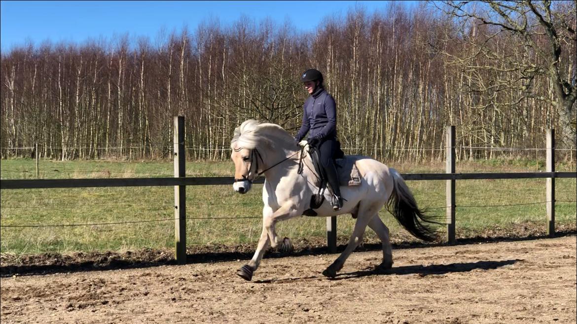 Fjordhest Rocco vårby billede 1